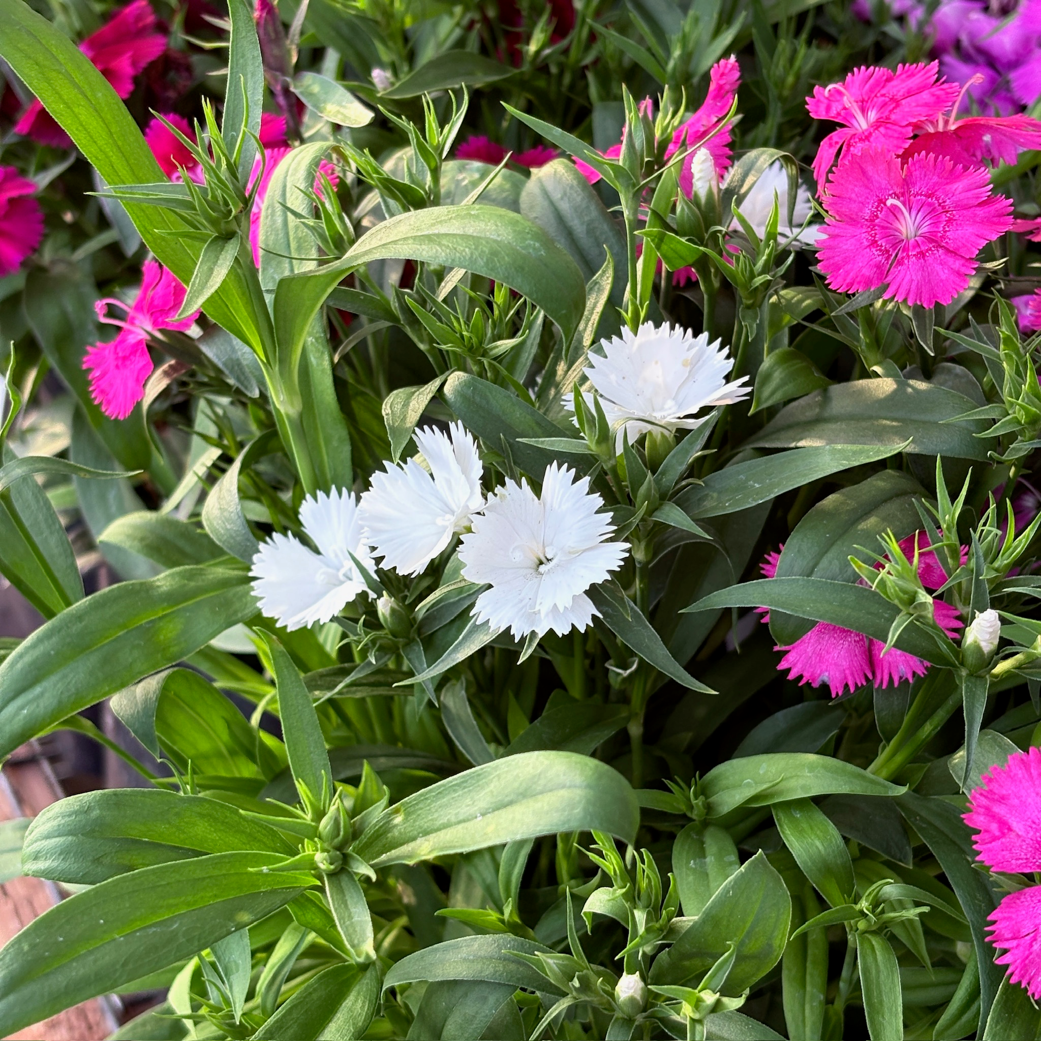Mix Pinks surrounded by green leaves and pink flowers