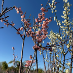Blossoming Mokel Flowering Apricot trees against a clear blue sky.