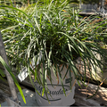 Potted Mondo Grass with a visible label in a nursery setting