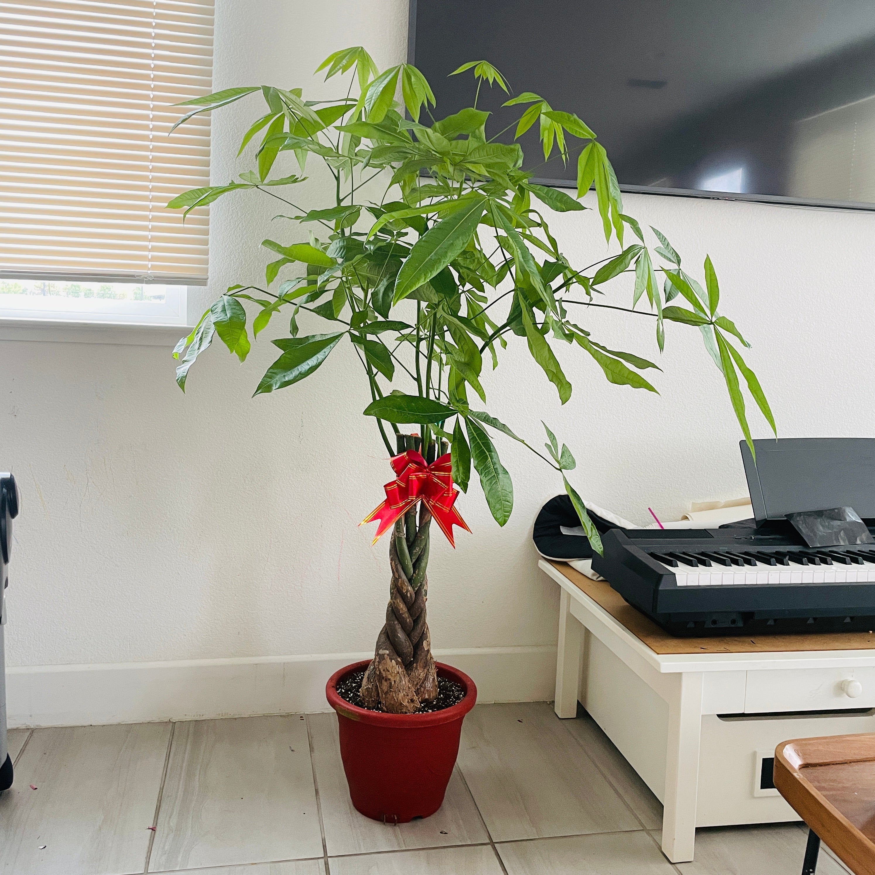 money tree desk plant Money Tree