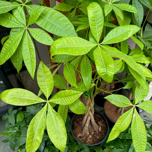 lucky day money tree Money Tree