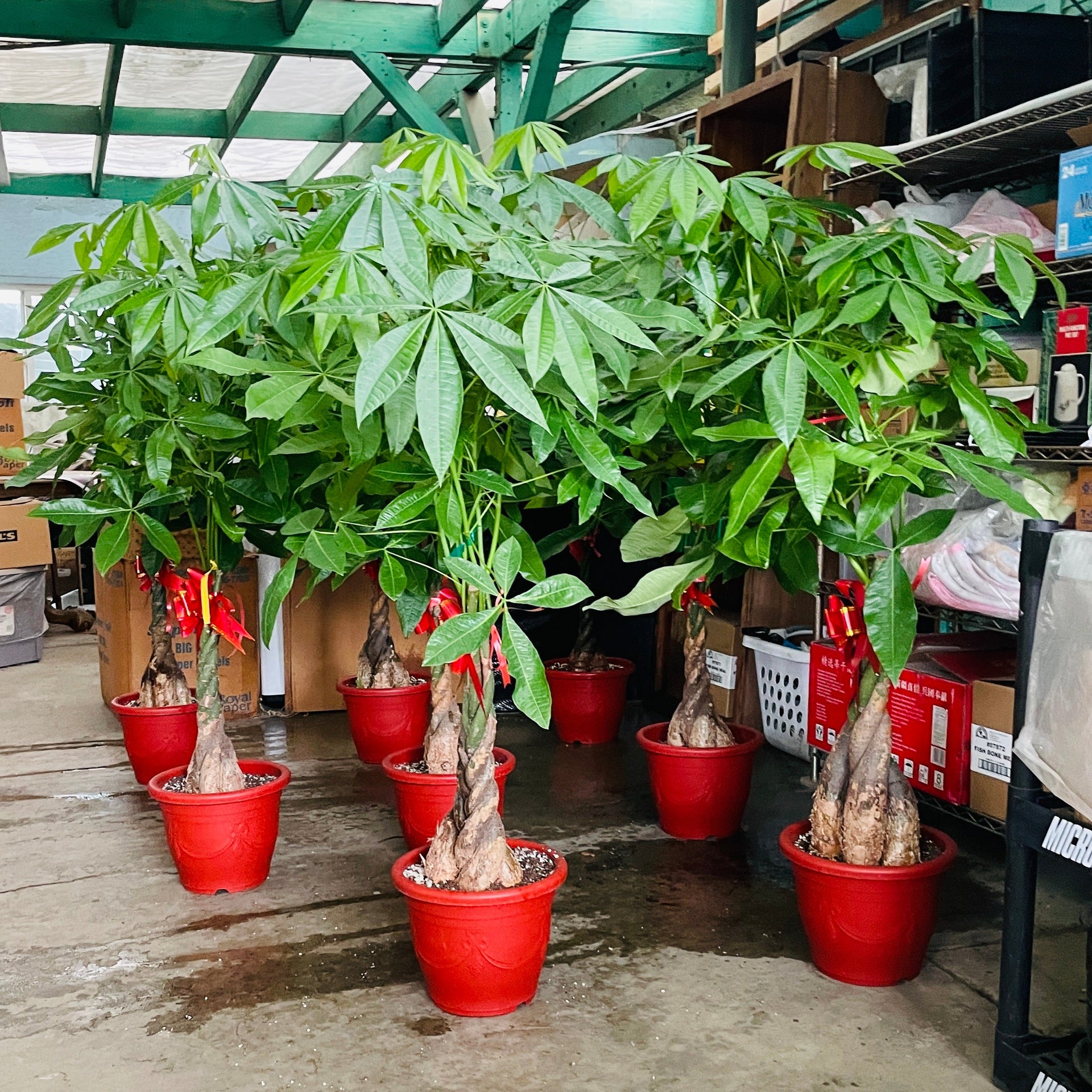dwarf money tree Money Tree