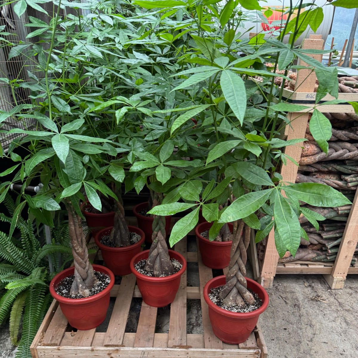 Money Tree