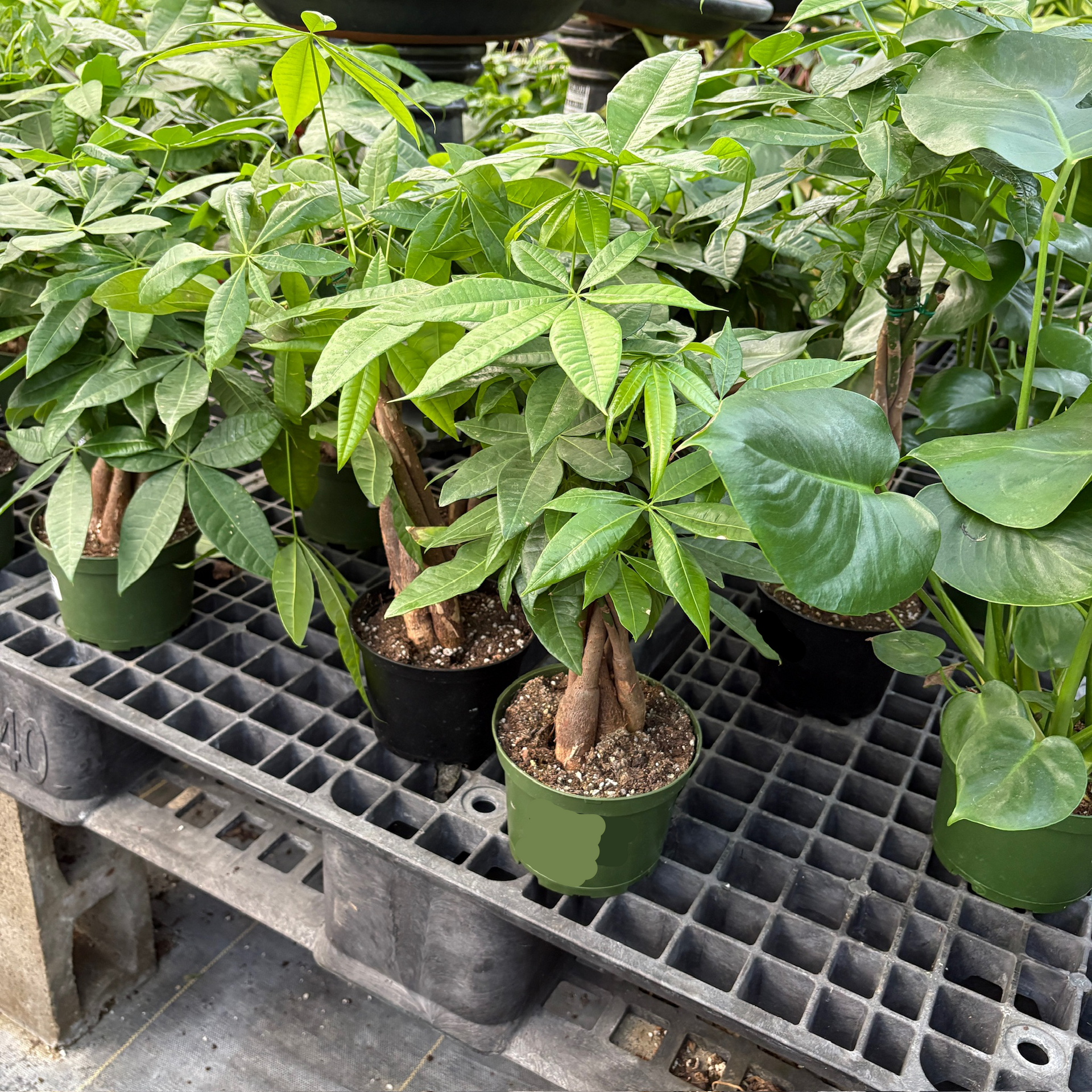 money maker tree plant Money Tree