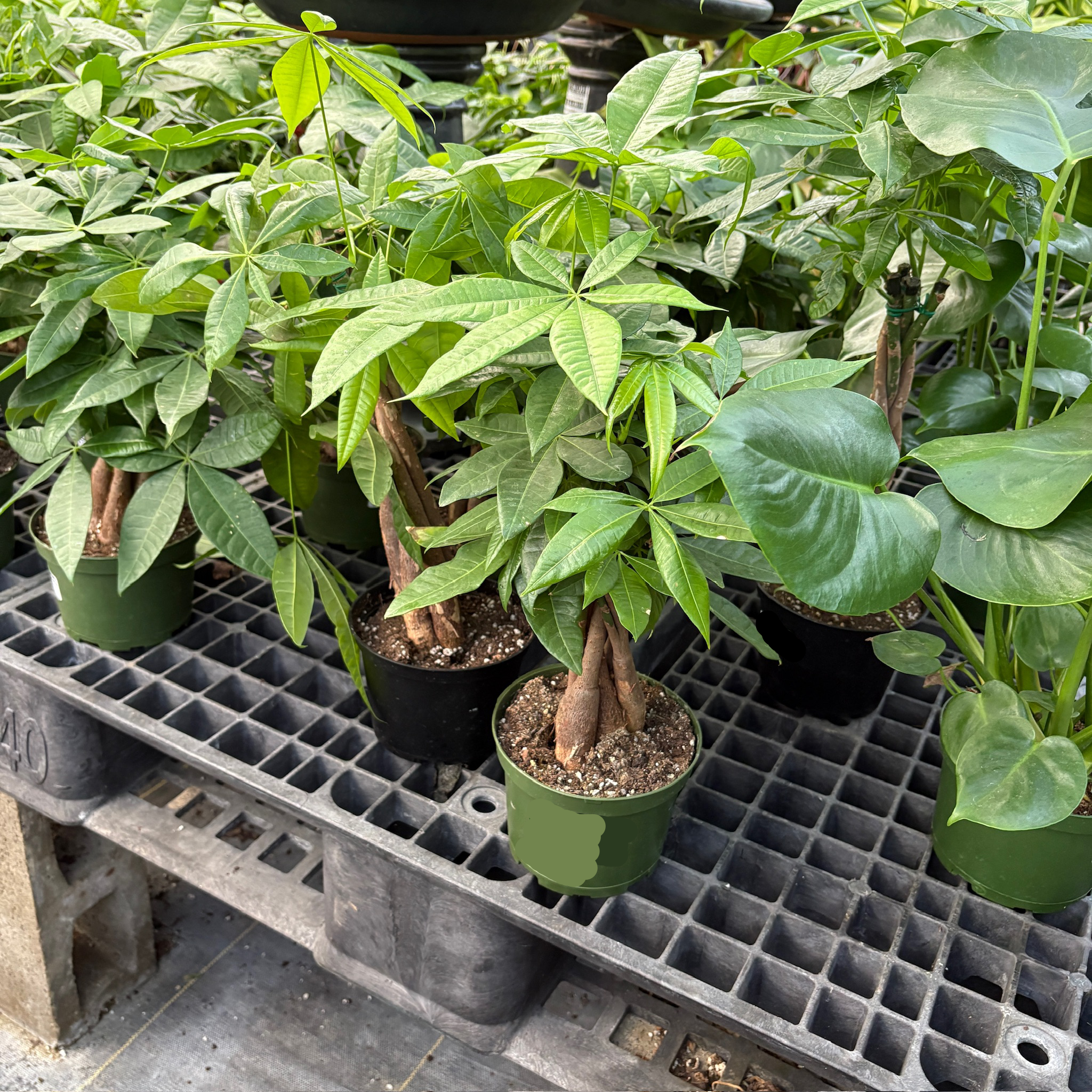 money tree nursery Money Tree