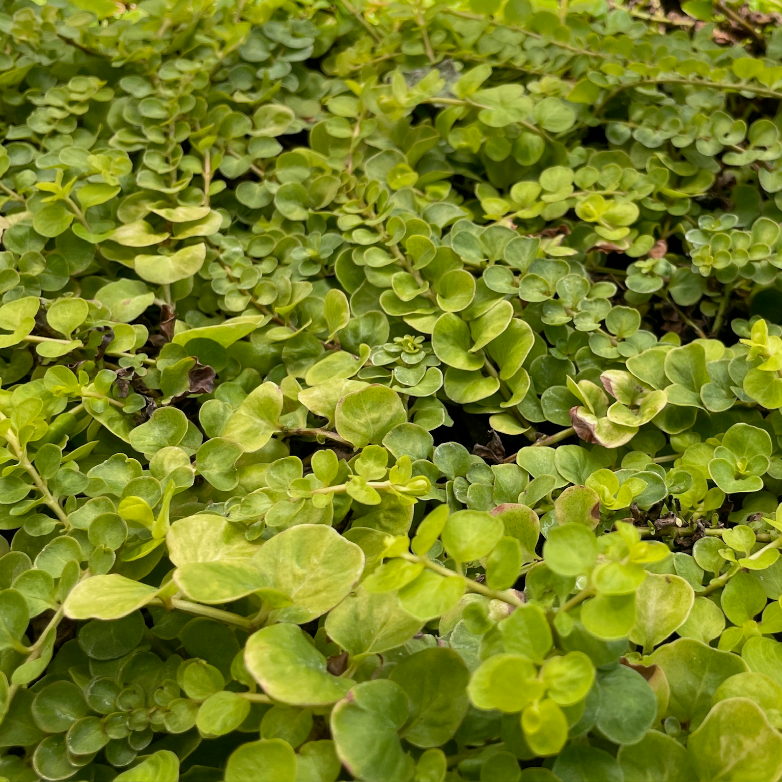 money wart plant Moneywort Creeper Gold