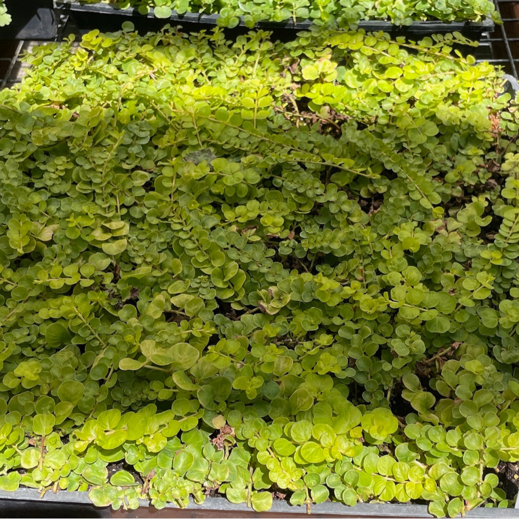 creeping money plant Moneywort Creeper Gold (Golden Creeping Jenny) Groundcover – Victory Nursery