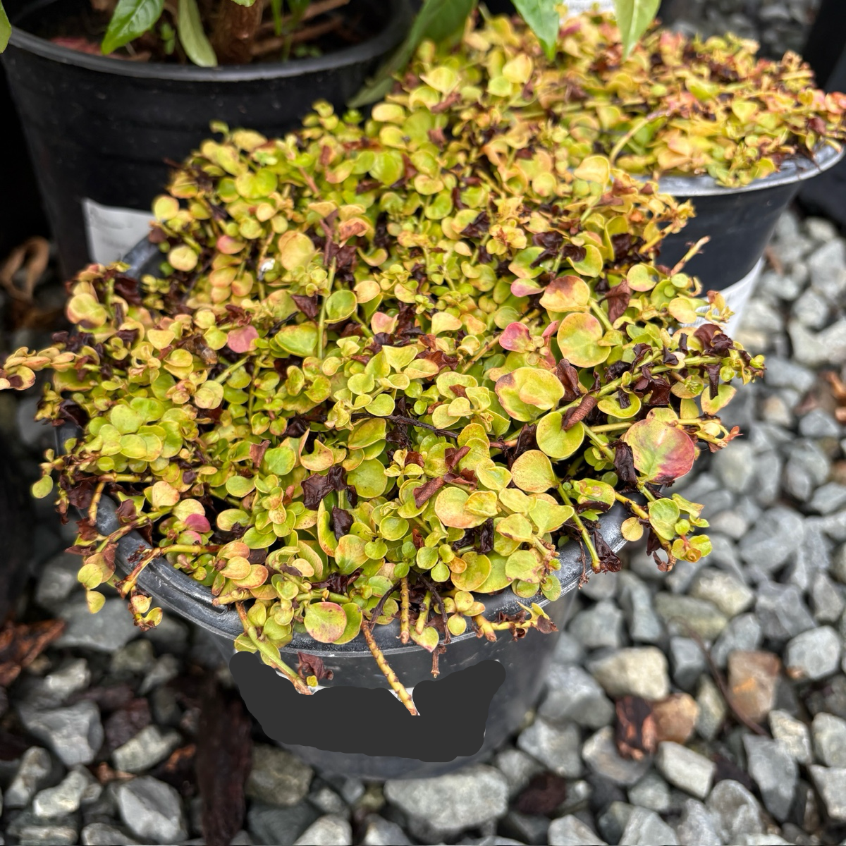 creeping money plant Moneywort Creeper Gold (Golden Creeping Jenny) Groundcover – Victory Nursery