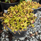 Potted Moneywort Creeper Gold with brown and green leaves on a gravel surface