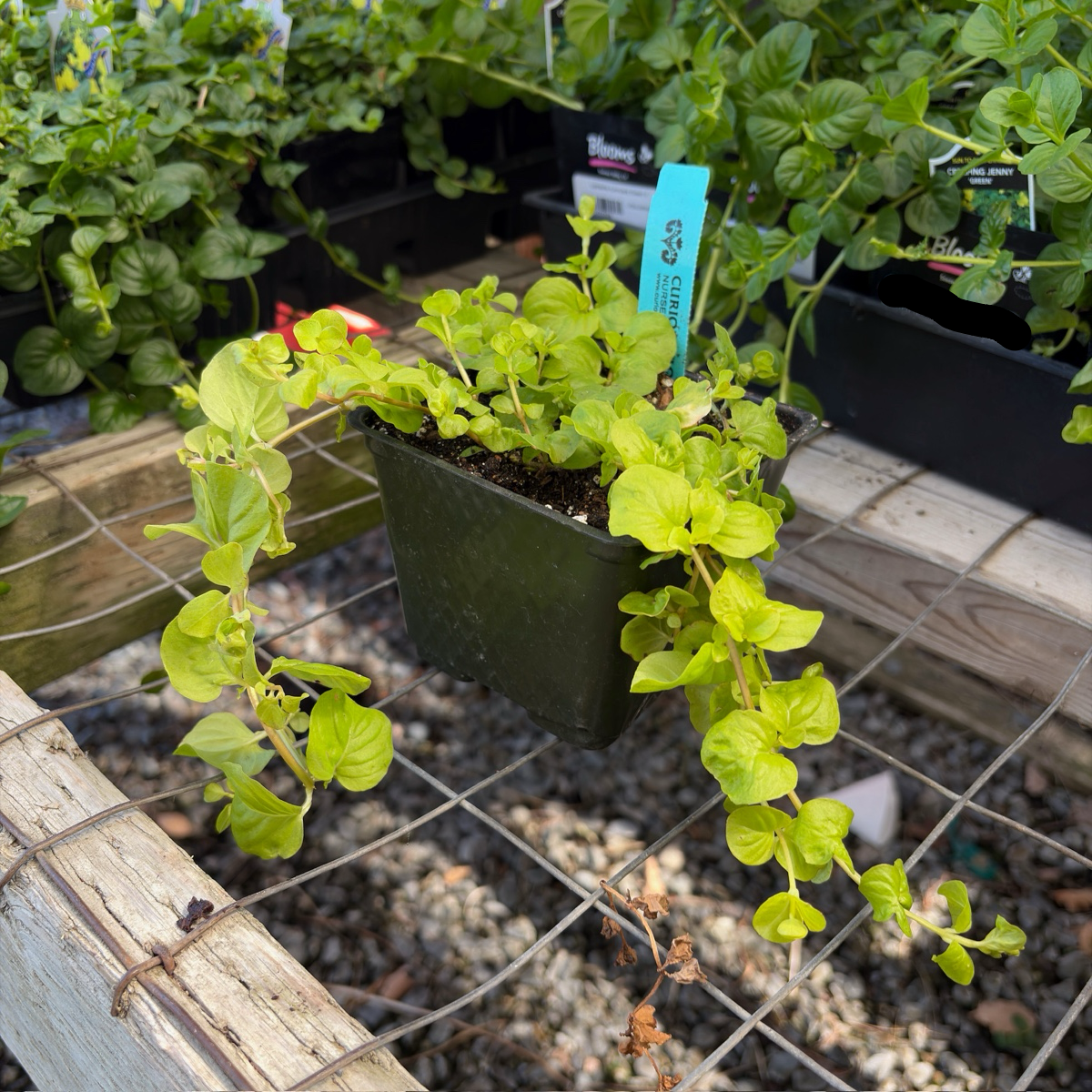 Moneywort Creeper Gold