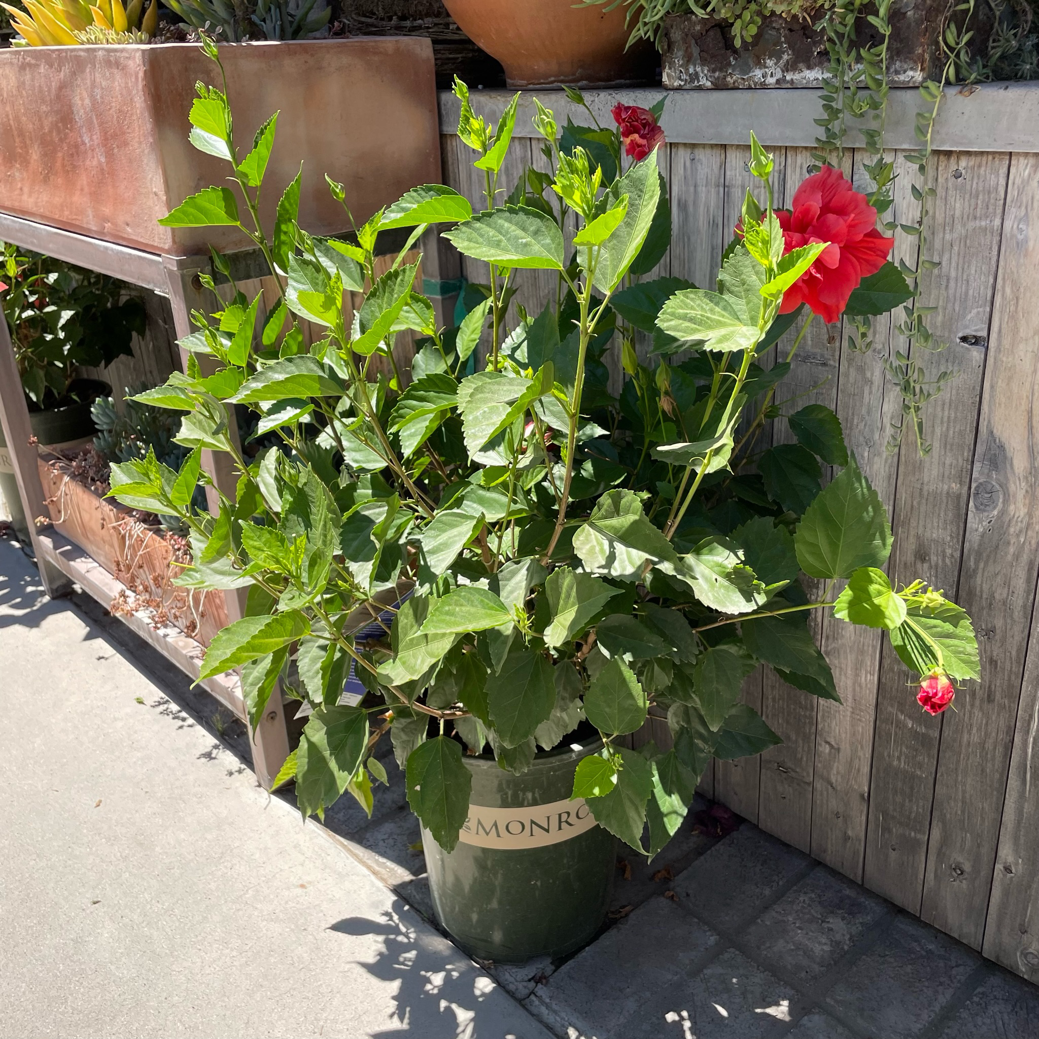 Potted Red Dragon Tropical  Hibiscus plant with red flowers against a wooden fence