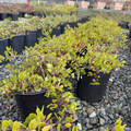 Monterey Carpet Manzanita