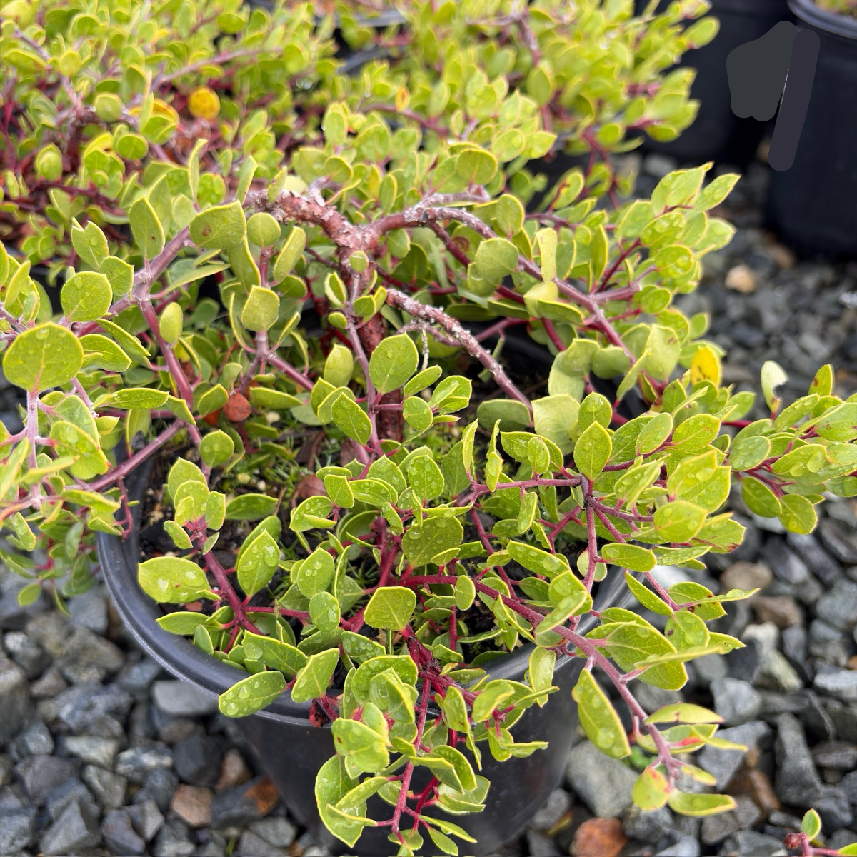 Monterey Carpet Manzanita