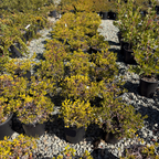 Monterey Carpet Manzanita