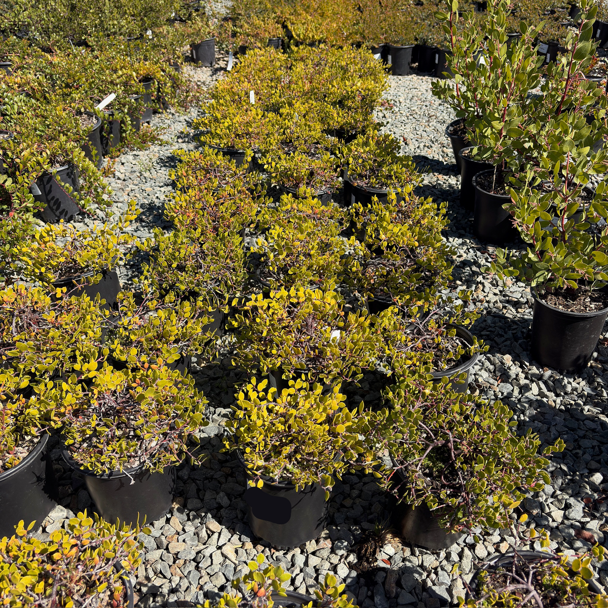 Monterey Carpet Manzanita