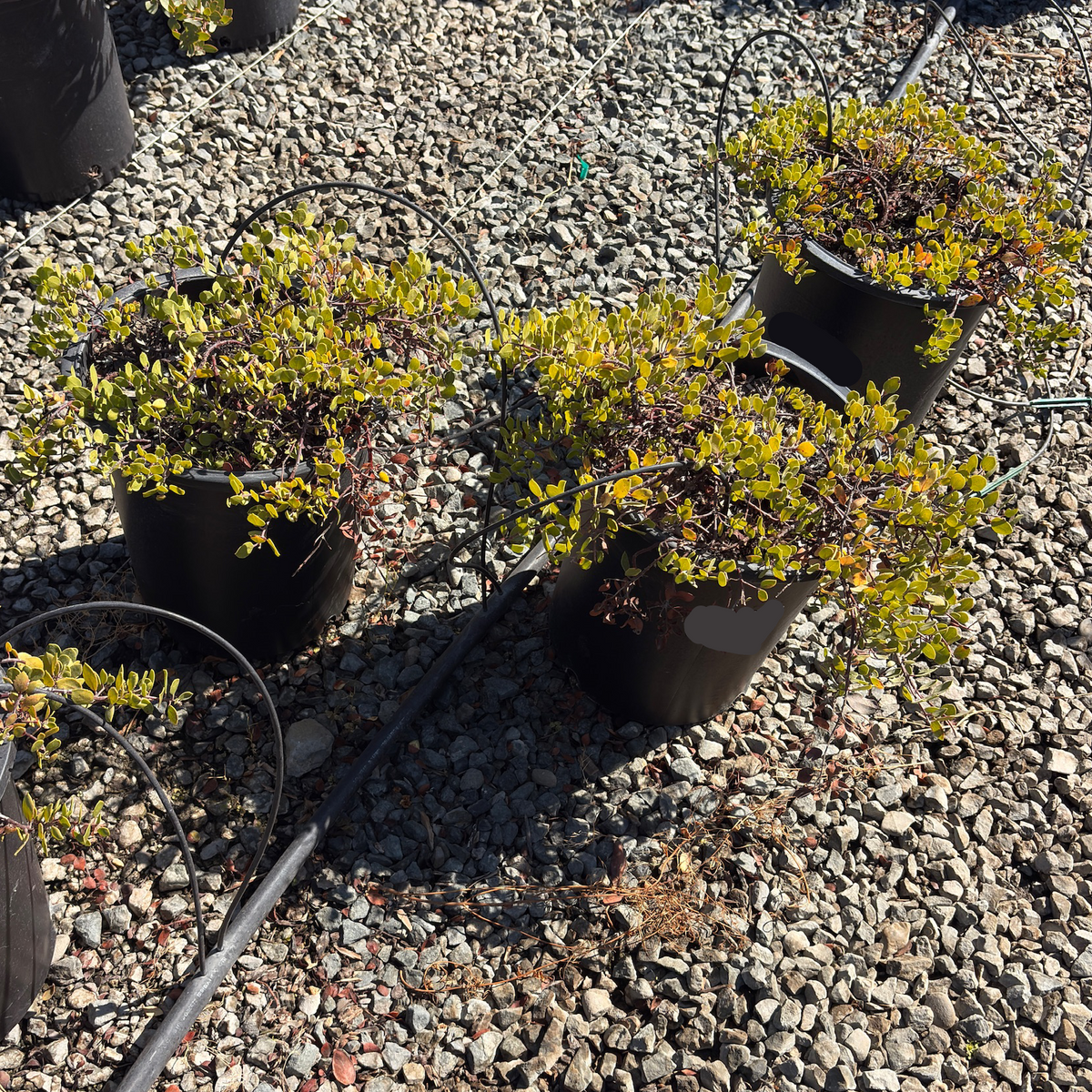 Monterey Carpet Manzanita