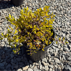  Monterey Carpet Manzanita