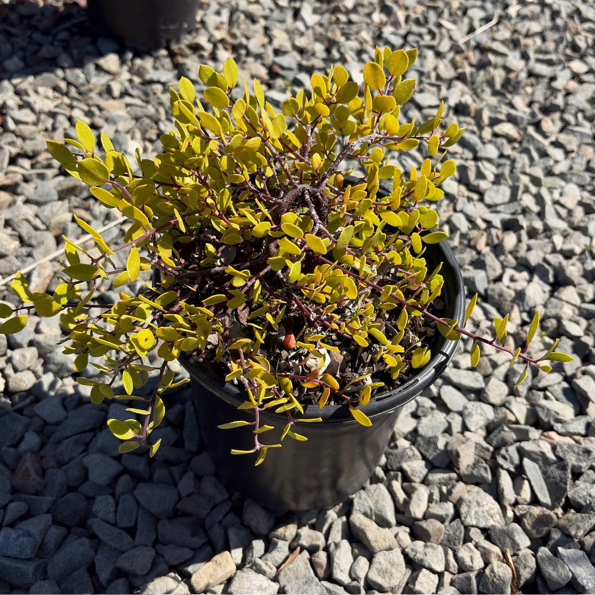  Monterey Carpet Manzanita
