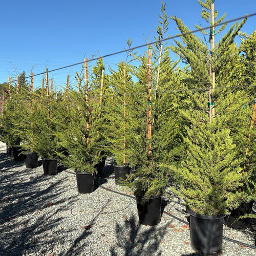 are cypress trees worth money Monterey Cypress