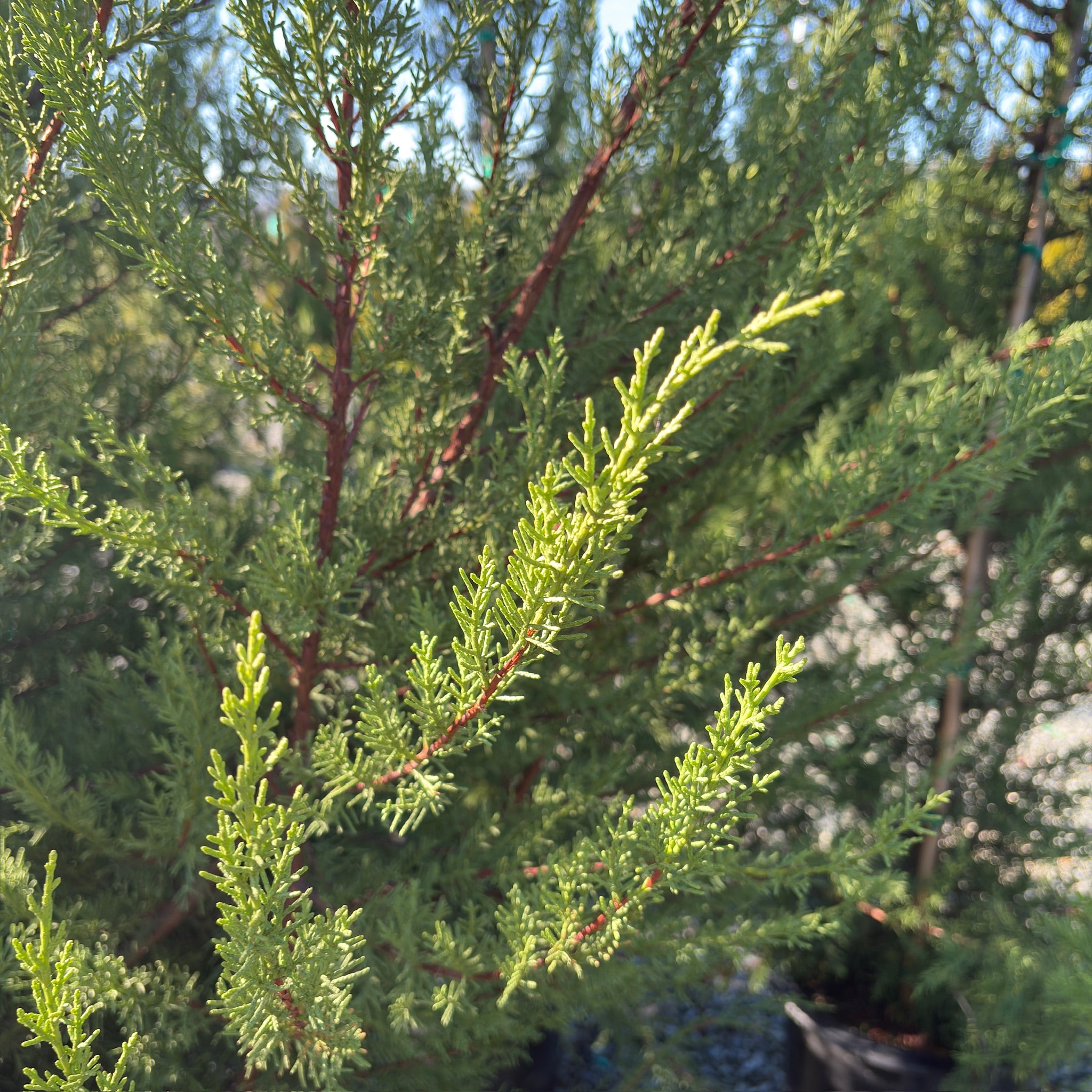 Monterey Cypress