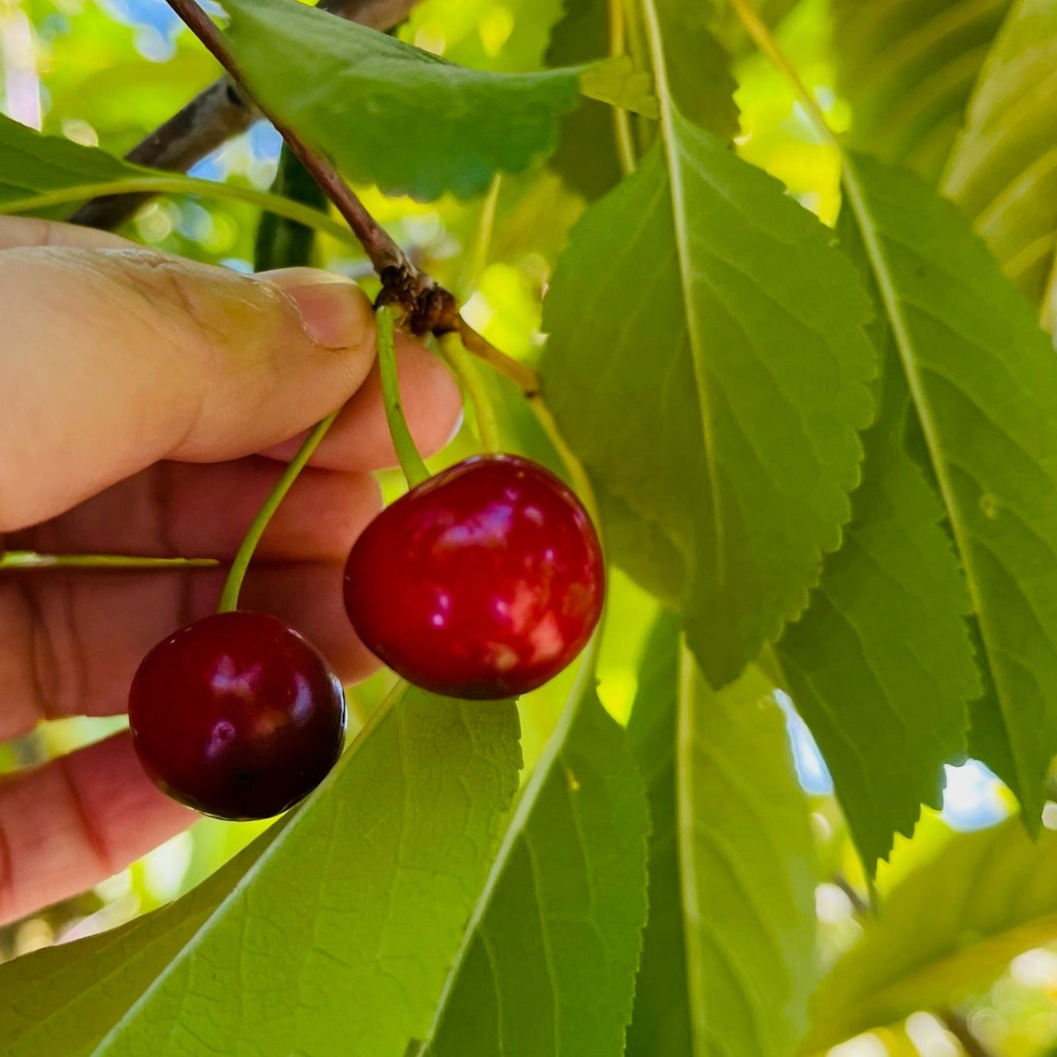 Montmorency Cherry
