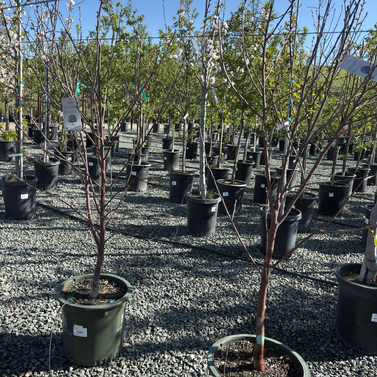 Montmorency Cherry
