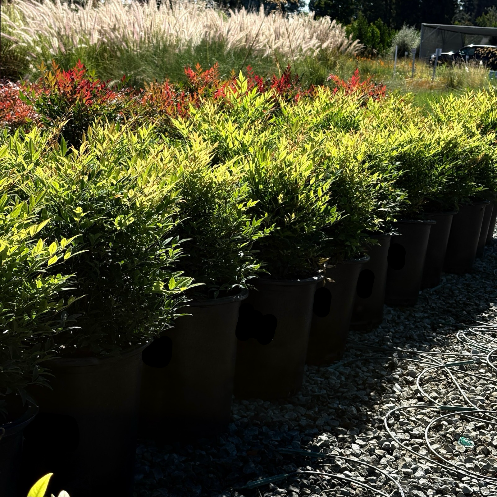 Moonbay Heavenly Bamboo