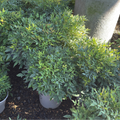 Moonbay Heavenly Bamboo
