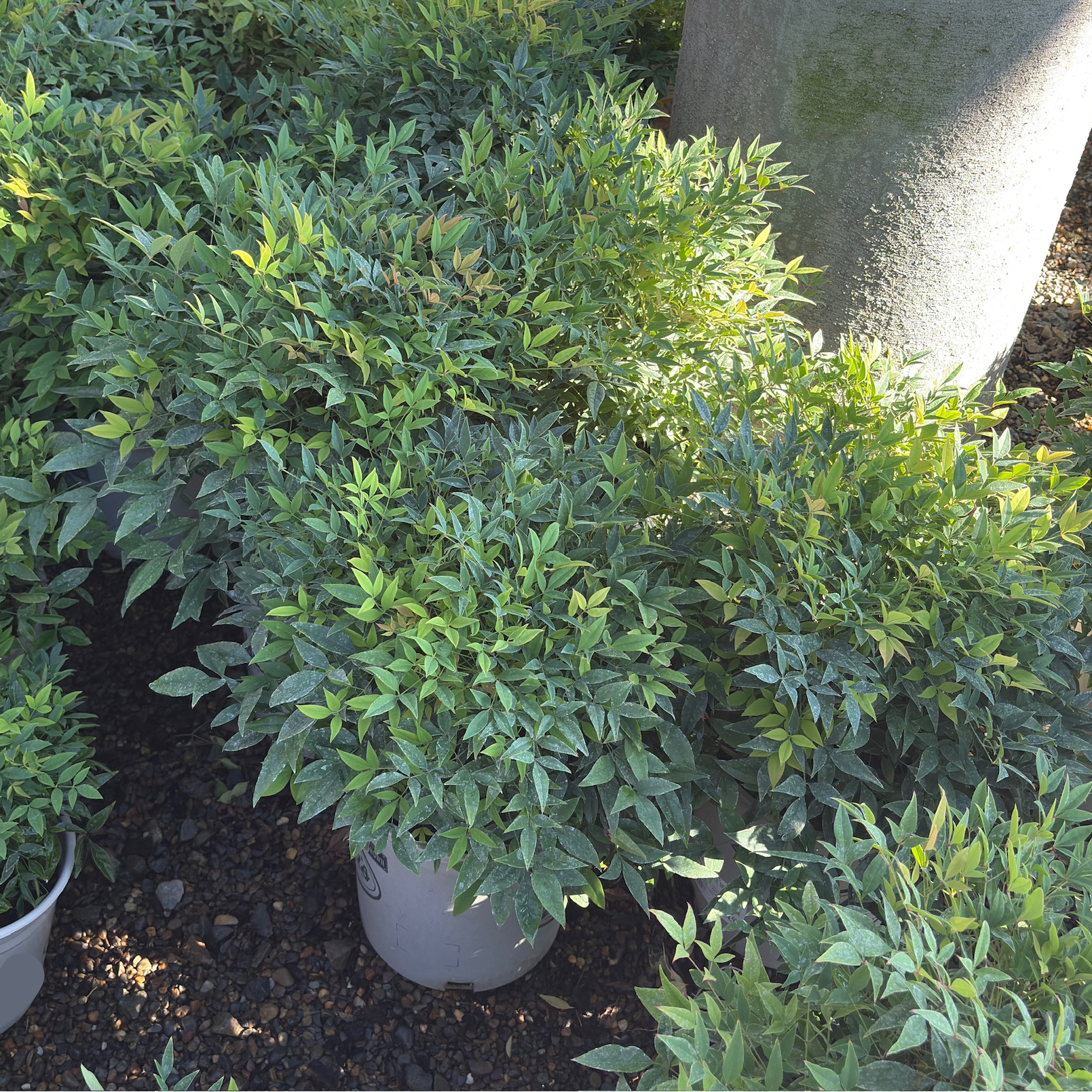 Moonbay Heavenly Bamboo