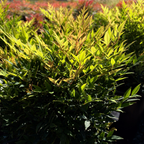 Moonbay Heavenly Bamboo