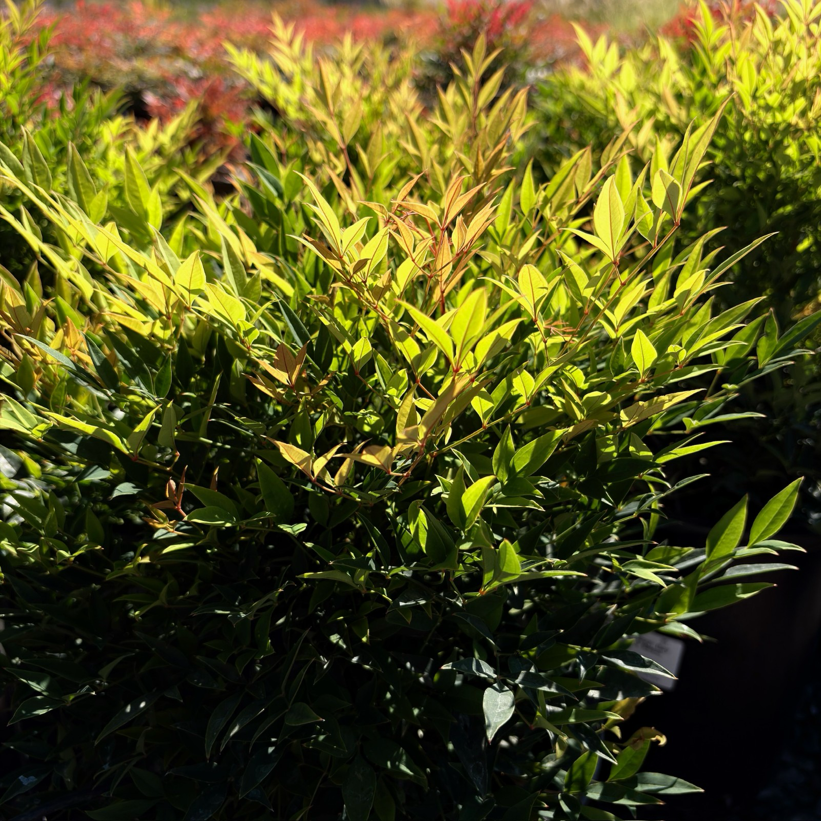 Moonbay Heavenly Bamboo