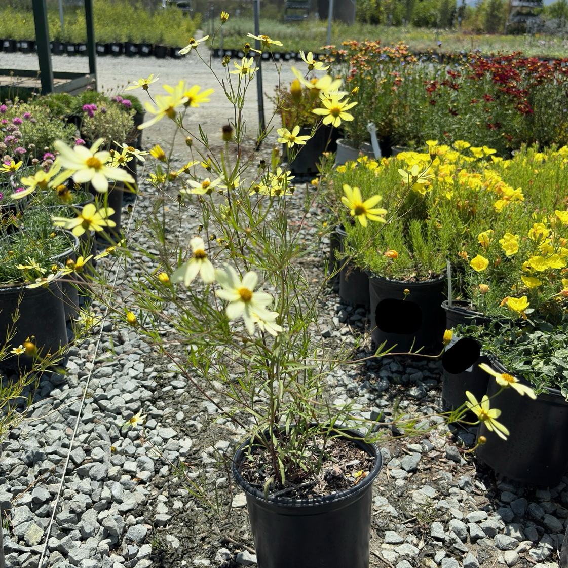 Moonbeam Threadleaf Tickseed