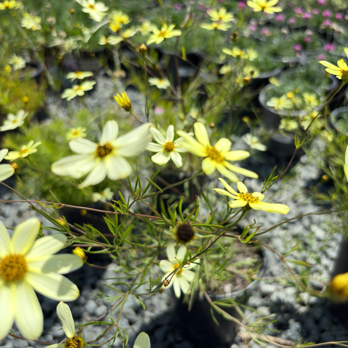 Moonbeam Threadleaf Tickseed