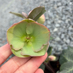 Moondance  FROSTKISS Helleborus