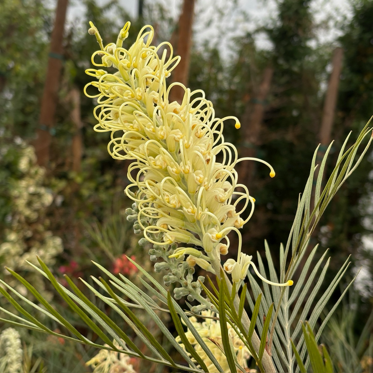 Moonlight Grevillea