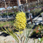 Moonlight Grevillea
