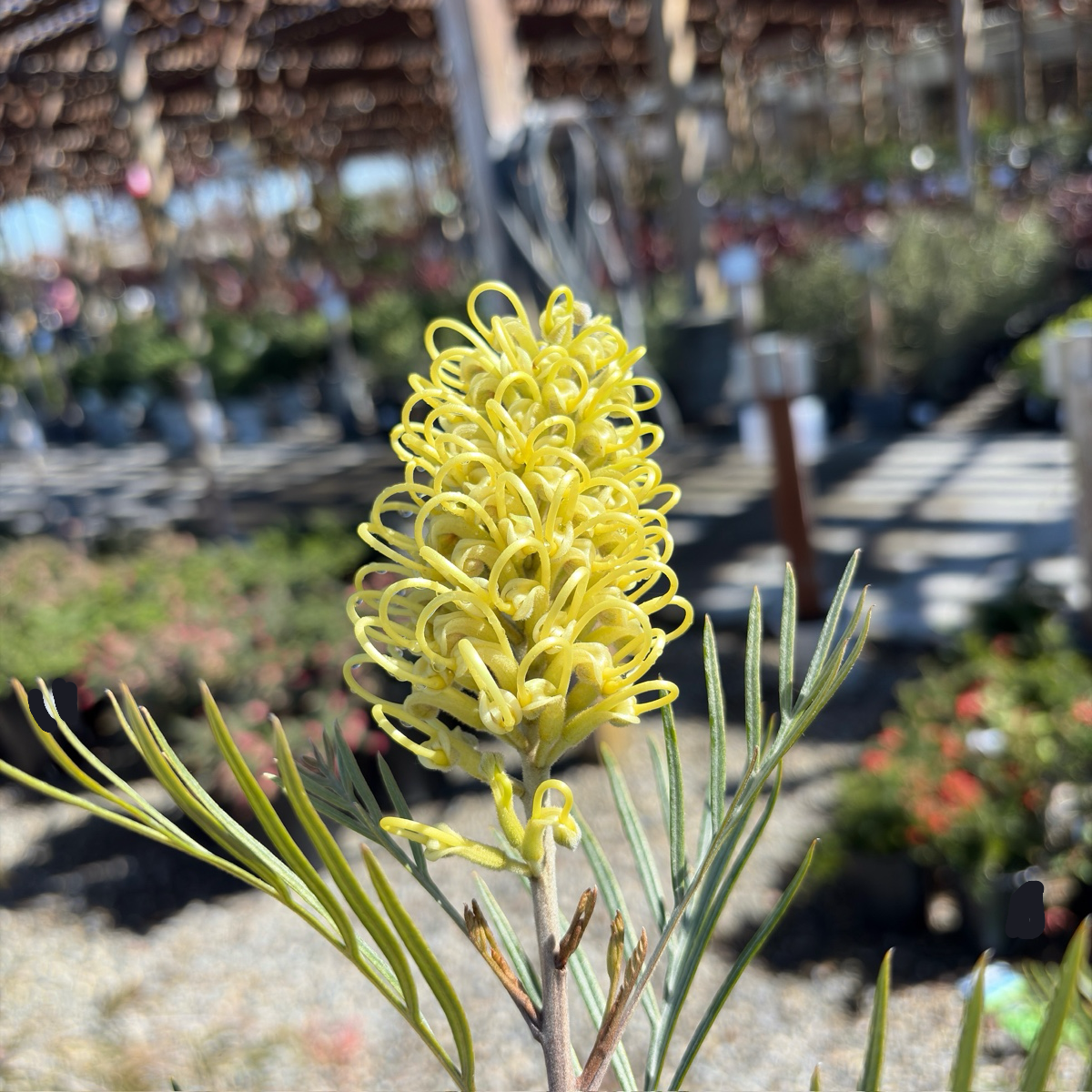 Moonlight Grevillea