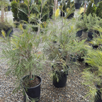 Moonlight Grevillea