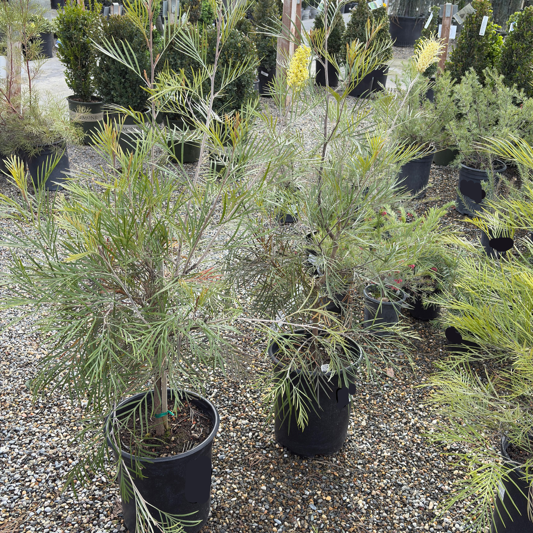 Moonlight Grevillea