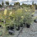 Moonlight Grevillea