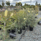 Moonlight Grevillea