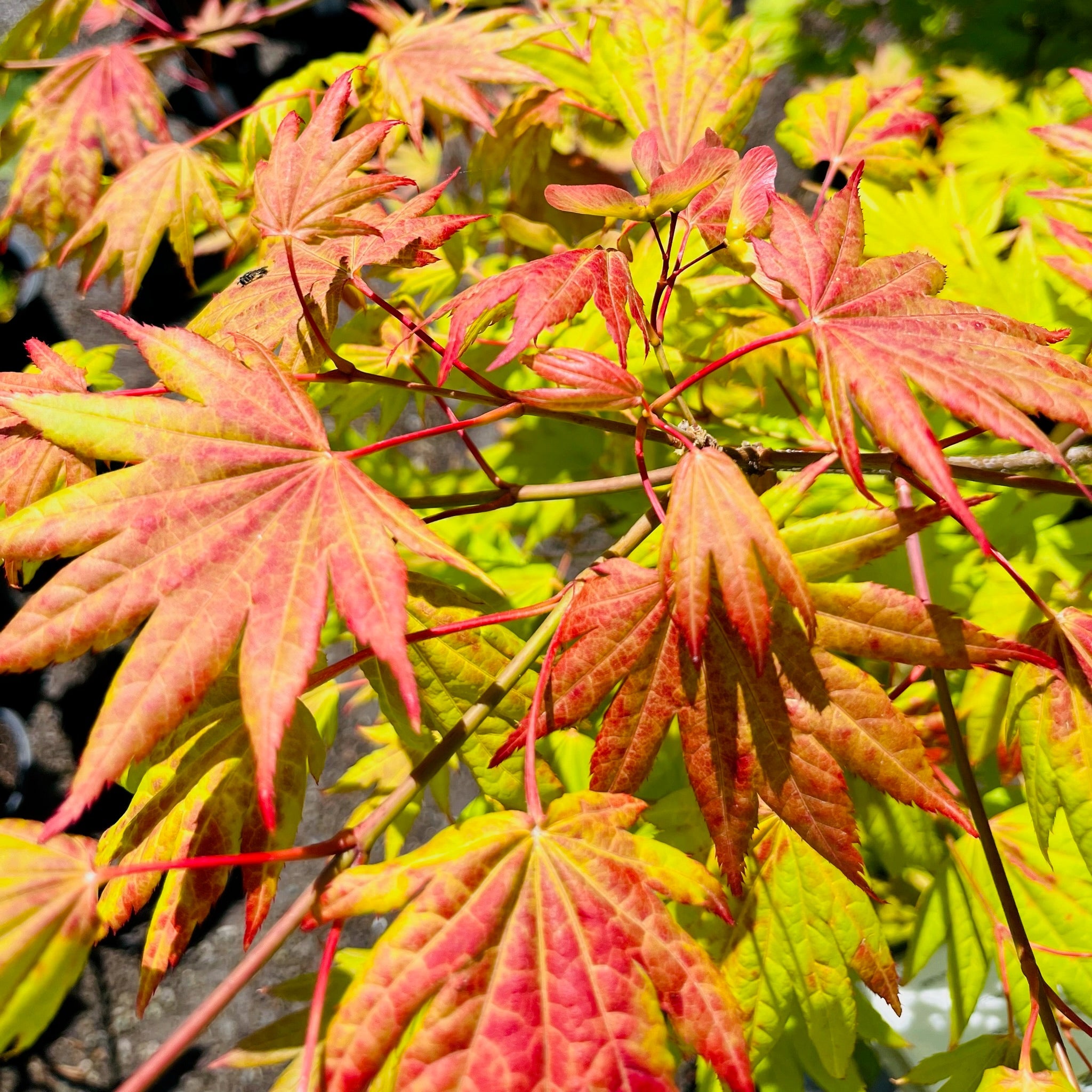Close-up of vibrant red and green Moonrise Japanese Maple leaves