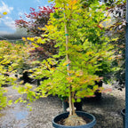 Moonrise Japanese Maple tree in a pot with a colorful leaf canopy in an outdoor setting