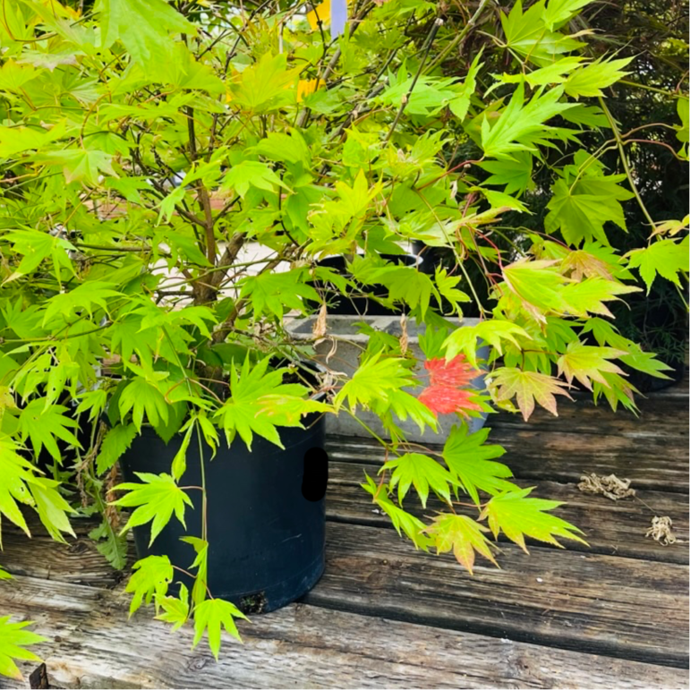Potted Moonrise Japanese Maple tree with green leaves on a wooden surface