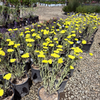 Moonshine Common Yarrow