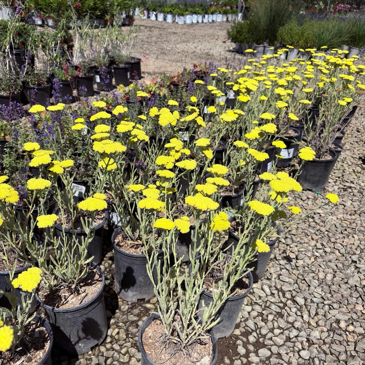 Moonshine Common Yarrow