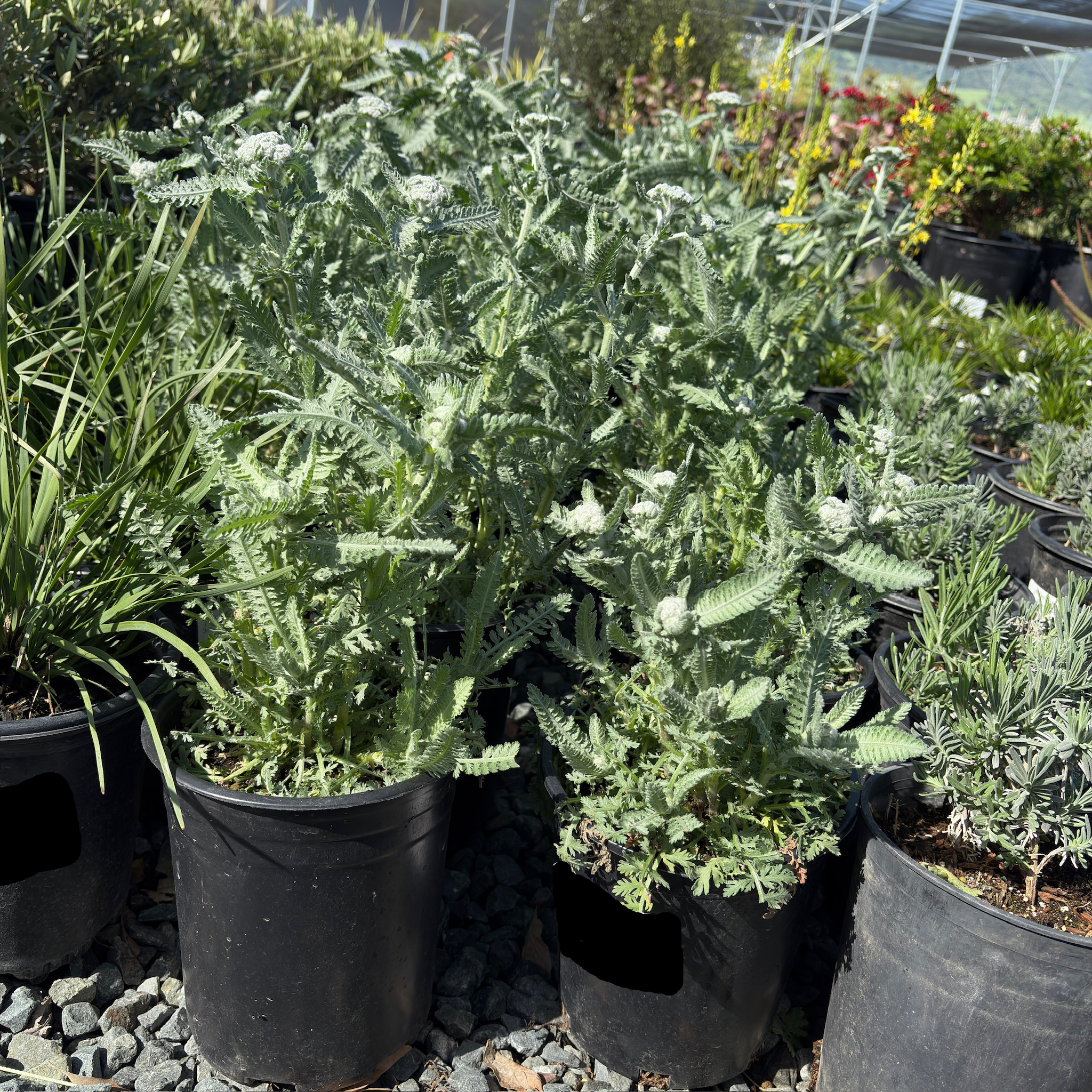 can you plant yarrow in a pot Moonshine Yarrow Plant