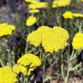 Moonshine Common Yarrow