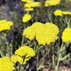 Moonshine Common Yarrow