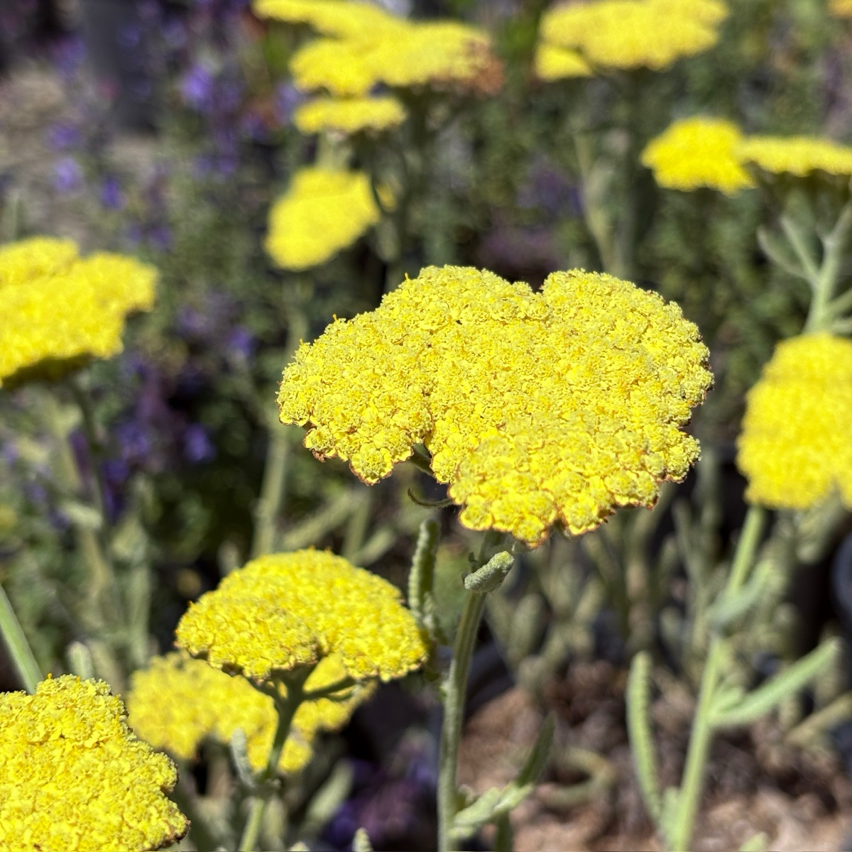 Moonshine Common Yarrow